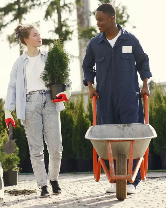 Hannah Reyes carrying a young evergreen beside Marcus Bell pushing a wheelbarrow